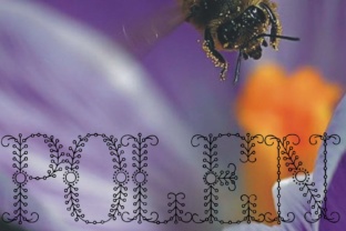 Polen: A Unique Display Font for Eye-Catching Brand Content